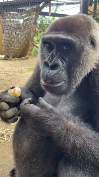 교토시동물원에 있는 38세 암컷 서부고릴라 ‘겐키’. [교토시동물원·산케이신문]