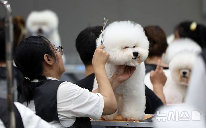 [서울=뉴시스] 김선웅 기자 = 13일 서울 서초구 aT센터에서 열린 제112회 KKF 전국 애견미용 콘테스트에서 참가 선수들이 애견 미용 실력을 선보이고 있다. 2025.06.13. mangusta@newsis.com