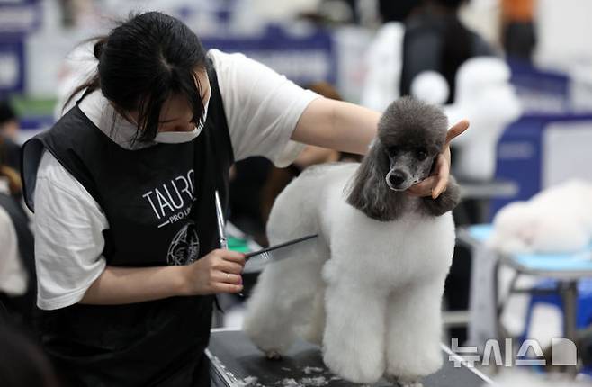 [서울=뉴시스] 김선웅 기자 = 13일 서울 서초구 aT센터에서 열린 제112회 KKF 전국 애견미용 콘테스트에서 참가 선수들이 애견 미용 실력을 선보이고 있다. 2025.06.13. mangusta@newsis.com