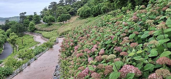[신안=뉴시스]도초도 수국정원. (사진=신안군 제공) 2025.06.13. photo@newsis.com *재판매 및 DB 금지