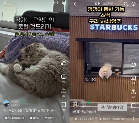 '잠자는 고양이 콧털 건드리기' 챌린지 영상과 반려동물 동반 취식 가능한 스타벅스 방문 후기 영상. /당근