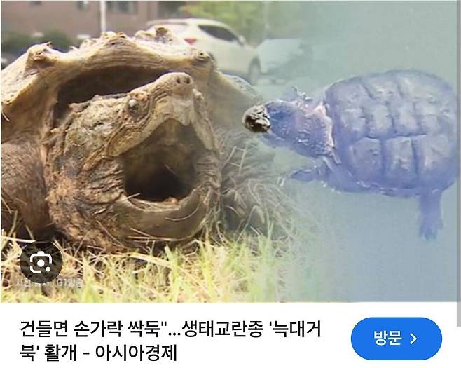 Screenshot_20250614_061511_Chrome.jpg 생태계 교란종 "늑대거북"이 위험한 이유