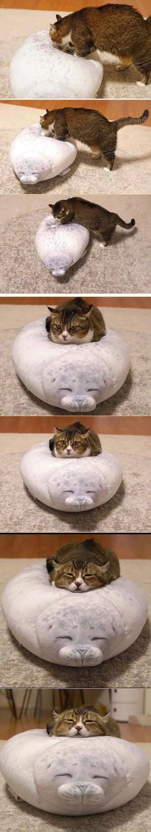 55495efc3ada2064e78546aa1559d397.jpg 물범 베개를 본 고양이 찐 반응.jpg