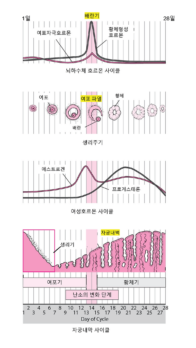 28일간 월경의 마법: 사춘기 소녀를 위한 생리 가이