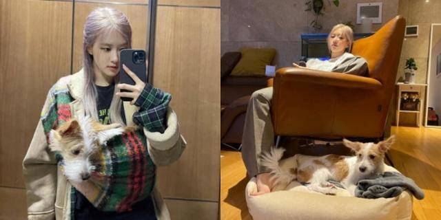 블랙핑크 로제와 반려견 행크. 인스타그램 @hank_says_hank