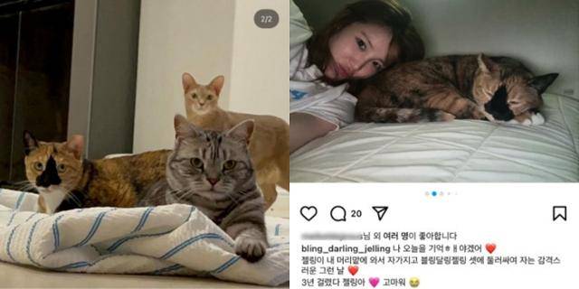 걸그룹 '시크릿' 출신 배우 전효성의 반려묘들. 오른쪽 앞부터 시계방향으로 달링, 젤링, 블링이. 3년 만에 집사에게 마음을 열어준 젤링이.(오른쪽) 인스타그램 @bling_darling_jelling