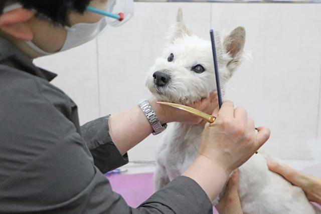 김윤지씨가 동물자유연대에서 보호 중인 초롱이의 얼굴 털을 깎고 있다. 동물자유연대 제공