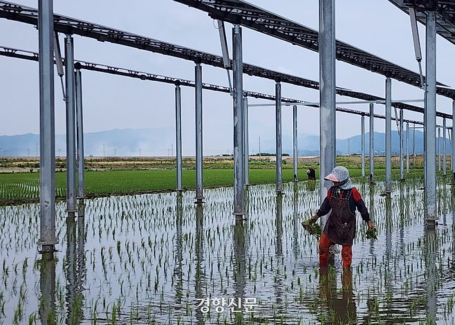 지난 6월 10일 영광 월평마을 영농형 태양광이 설치된 논 아래에서 여성 농민들이 모 보식 작업을 하고 있다. 이재덕 기자