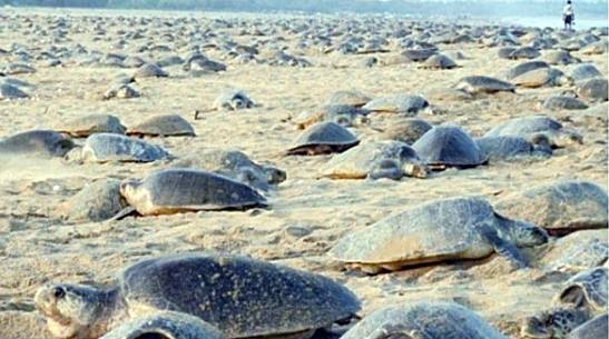 코로나19로 해변이 폐쇄된 2020년 3월 인도 루시쿨야 해안에 올리브바다거북 80만 마리가 산란하기 위해 올라와 있다. 제주자연의벗이 발간한 '좌초와 죽음의 위기에 처한 제주 바다의 바다거북'에서 발췌.