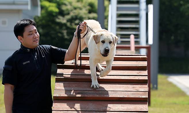 탐지견훈련센터 운동장에서 마약탐지견 오덕(2024년생, 래브라도리트리버)이 정희찬 훈련교관과 기초 체력을 키우는 장애물 훈련을 하고 있다.