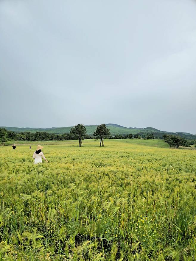라스트 신을 찍은 오라동 보리밭.