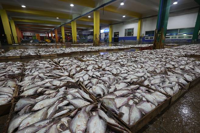 방어진 위판장에서 분류 작업을 마친 용가자미 [촬영 장지현]