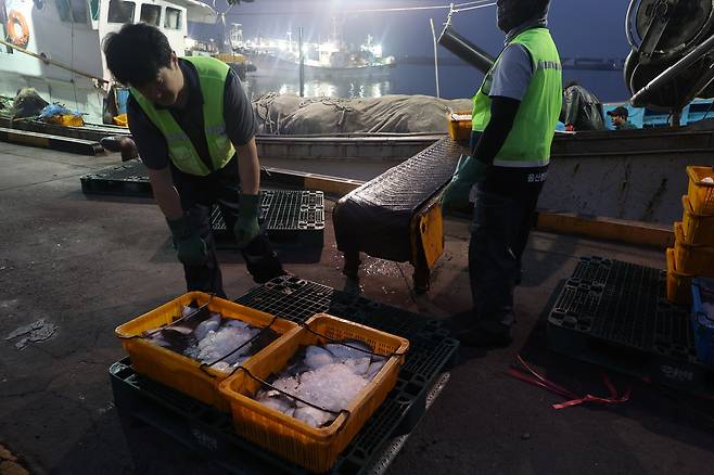 용가자미 하역 작업 [촬영 장지현]