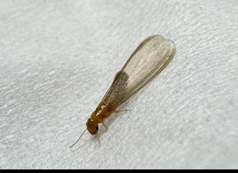 서울 강남 주택서 발견 흰개미…마른나무 갉아먹는 외래종 확인     (서울=연합뉴스) 최근 서울 강남구 논현동 한 주택에서 발견된 흰개미는 세계적으로 목조건축물에 큰 해를 끼치는 외래 흰개미로 잠정 확인됐다. 
    환경부는 정밀 현미경을 이용해 확인한 결과 강남구 주택의 흰개미는 '마른나무흰개미과(Kalotermitidae) 크립토털미스(Cryptotermes)속'에 속하는 흰개미로 확인됐다고 19일 밝혔다.
    유전자 분석도 진행 중으로 동정(생물의 분류학상 위치와 종 정보를 바르게 확인하는 작업)이 완료되기까지는 일주일 정도 걸릴 것으로 예상된다.
    사진은 환경부에 제보된 흰개미. 2023.5.19
    photo@yna.co.kr