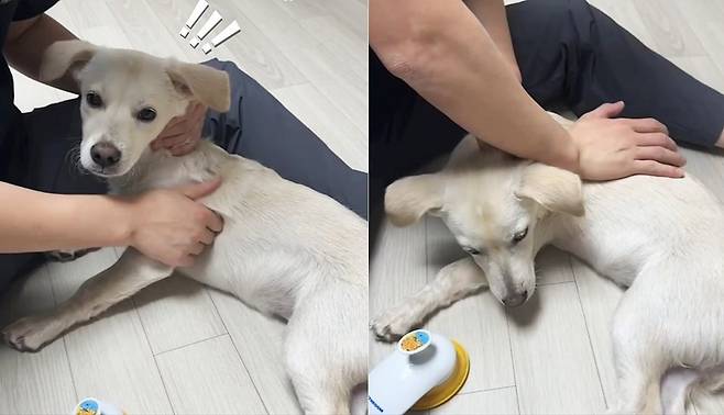 물리치료사 보호자에게 마사지 받는 포키(인스타그램 brownpokyland 제공) ⓒ 뉴스1