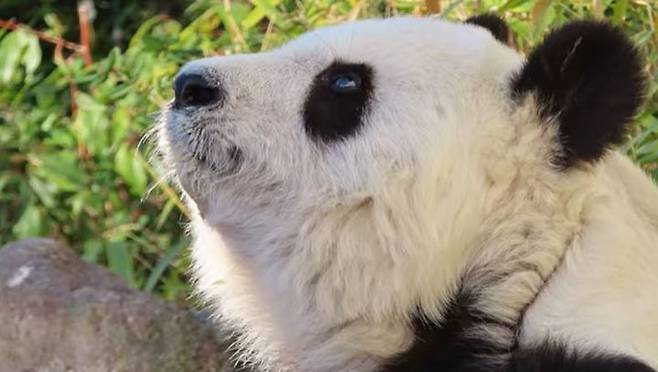 자이언트 판다 탄탄의 생전 모습 (고베 오지동물원 유튜브 캡처)