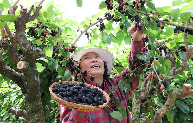 지난 12일 경남 함양군 병곡면의 농장에서 제철을 맞은 뽕나무 열매인 ‘오디' 수확이 한창이다. 제철음식에 열광하는 MZ세대는 귀한 제철 음식을 풍족하게 누리는 이들을 '금수저보다 부러운 제철음식수저'로 부르기도 한다. /함양군 제공
