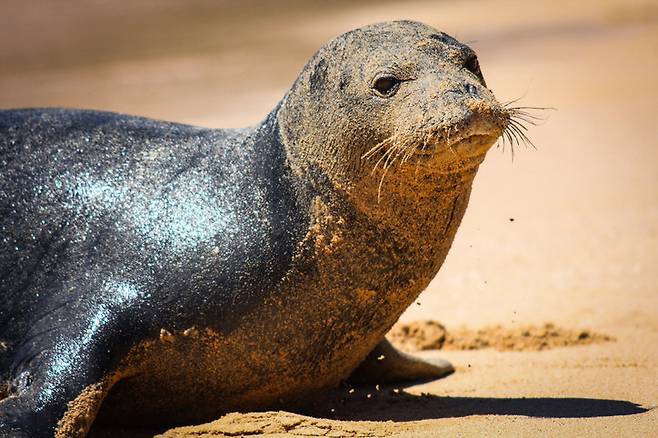 지중해몽크물범의 개체 수가 약 1,000마리로 늘어난 가운데, 인간과의 거리를 좁히는 장면들이 자주 포착되고 있다. (사진=게티이미지)