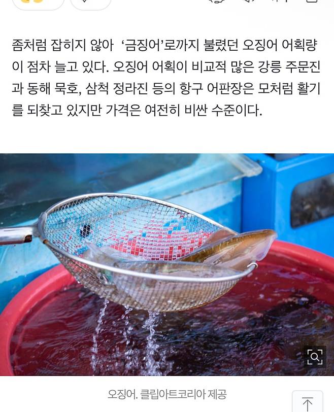 IMG_7070.jpeg “오징어회 실컷 먹어볼까”…사라졌던 동해안 오징어 돌아왔다