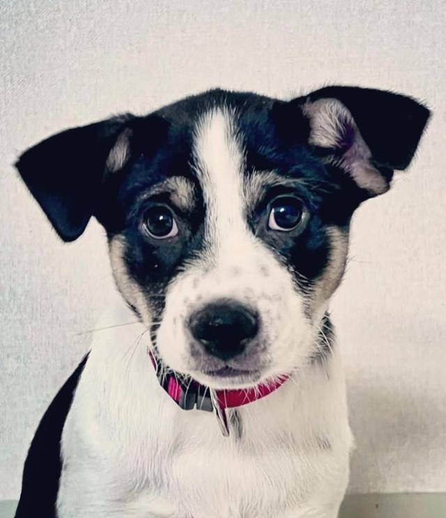 2022년 12월 입양 당시 강아지였던 소설가 정이현의 반려견 '루돌'의 모습. 정이현 작가 제공