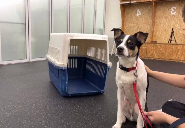 루돌이와의 반려생활에서는 반려견 행동전문가의 현실적인 도움도 뒤따랐다. 특히, 비강압적 교육으로 루돌이를 대할 것을 주문한 행동전문가의 조언이 정 작가에게 큰 도움이 됐다. 정이현 작가 제공