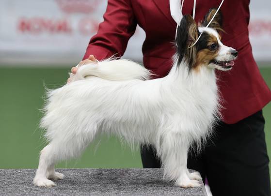 A participating dog waits to be judged at the 2025 Seoul FCI International Dog Show held at the aT Center in Seocho District, southern Seoul, on June 15. [YONHAP]