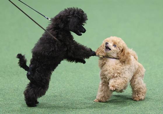 Participating dogs show off their form at the 2025 Seoul FCI International Dog Show held at the aT Center in Seocho District, southern Seoul, on June 15. [YONHAP]