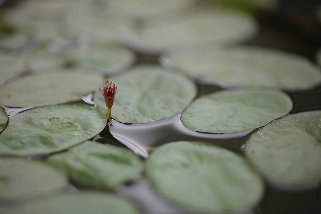 순채[국립생태원 제공]