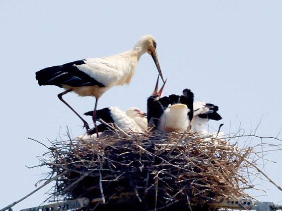 전남 나주 부덕동 고압 철탑 위에서 발견된 멸종위기 야생동물이자 천연기념물인 황새.  광주환경운동연합 제공.
