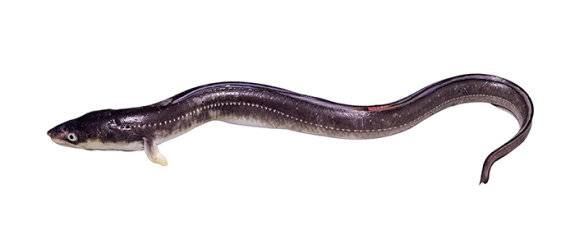 생강이나 부추와 궁합이 좋은 장어. &nbsp;GETTYIMAGES