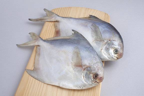 산란을 앞둔 6월에 가장 맛이 오르는 병어. GETTYIMAGES