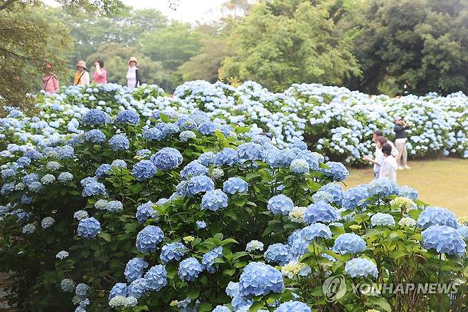 수국 활짝 핀 초여름 제주 제주 서귀포시 성산읍 혼인지 일대에 활짝 핀 수국. 2025.6.8 [연합뉴스 자료사진]