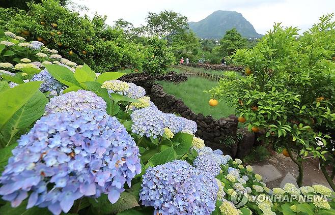 노지수국의 계절이 왔다 제주 서귀포시 안덕면 덕수리 카페 마노르블랑 정원에 노지수국이 개화하기 시작한 모습. 2025.5.23 [연합뉴스 자료사진]