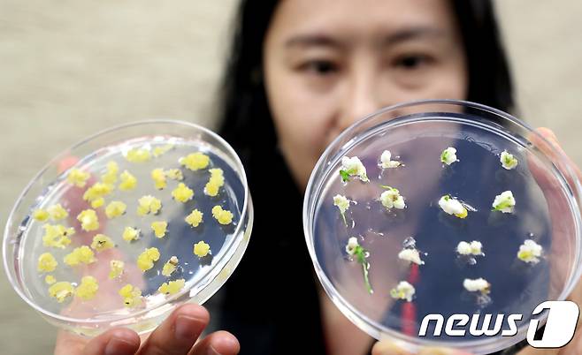 국립낙동강생물자원관 담수생물다양성연구실 관계자가 '미분화 식물세포로 멸종위기종 식물 7종 증식 성공' 브리핑을 갖고 멸종위기 야생생물 2급인 층층둥굴레(왼쪽)와 매화마름의 식물세포 덩어리를 설명하고 있다.  ⓒ News1 장수영 기자