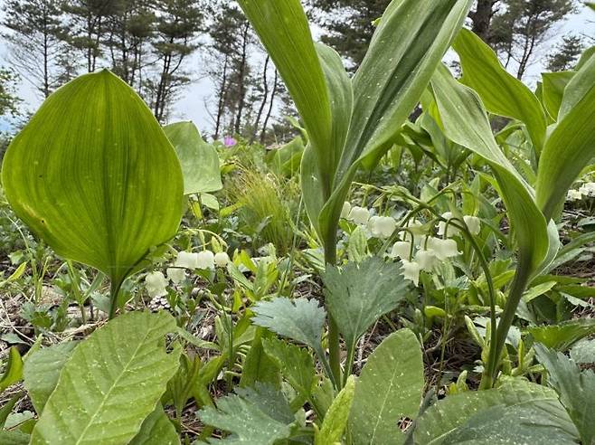 거창군 감악산 은방울 꽃 사진