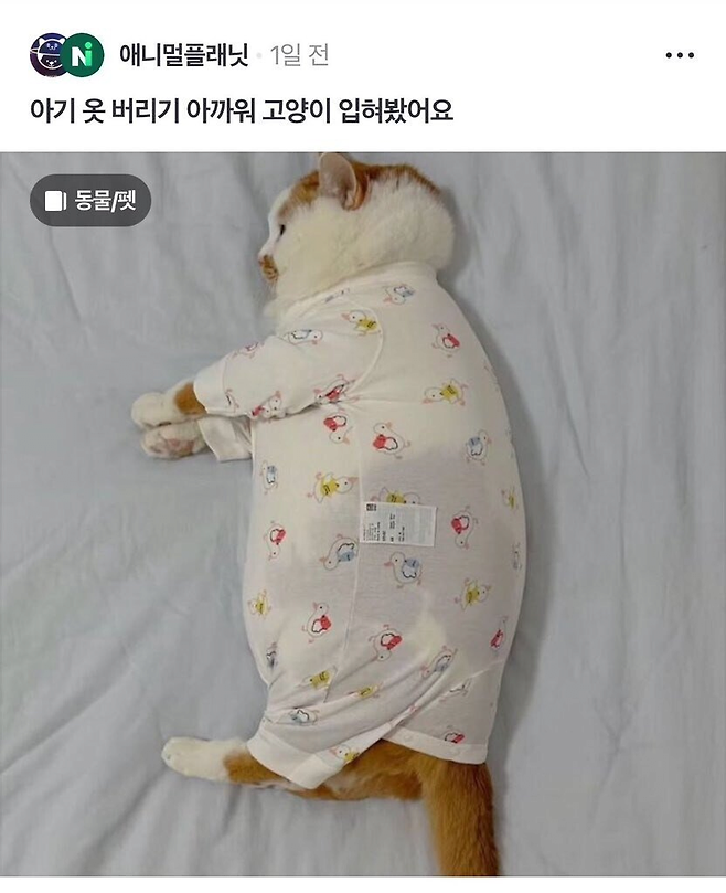 image.png 아기 옷 버리기 아까워서 고양이 입혀봤어요