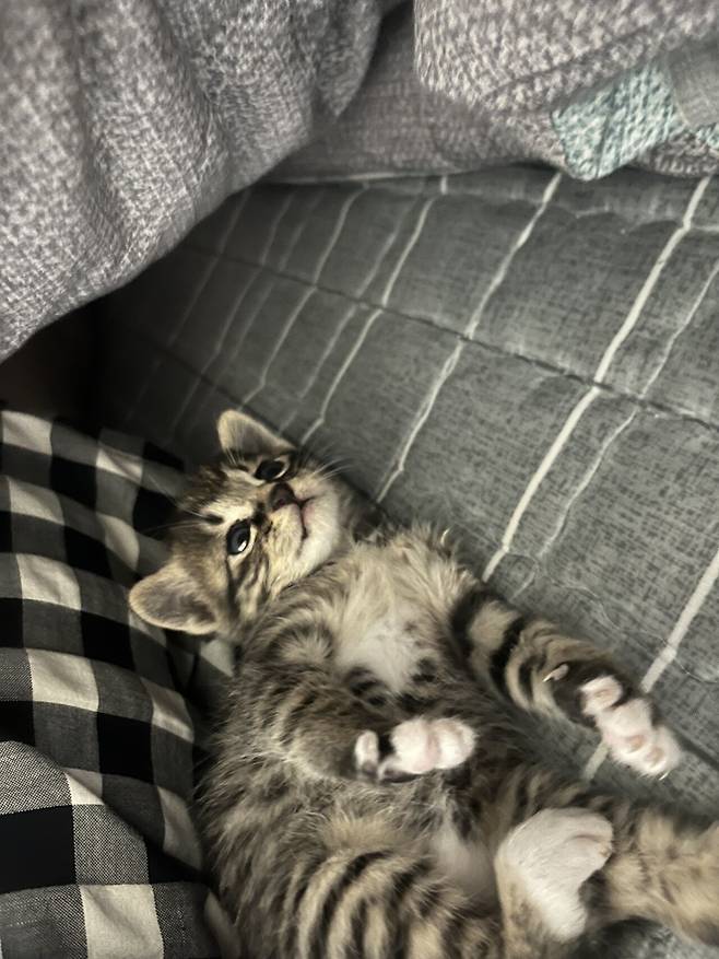 IMG_0006.jpeg 포텐에 고양이집 보고 올리는 고양이 침대