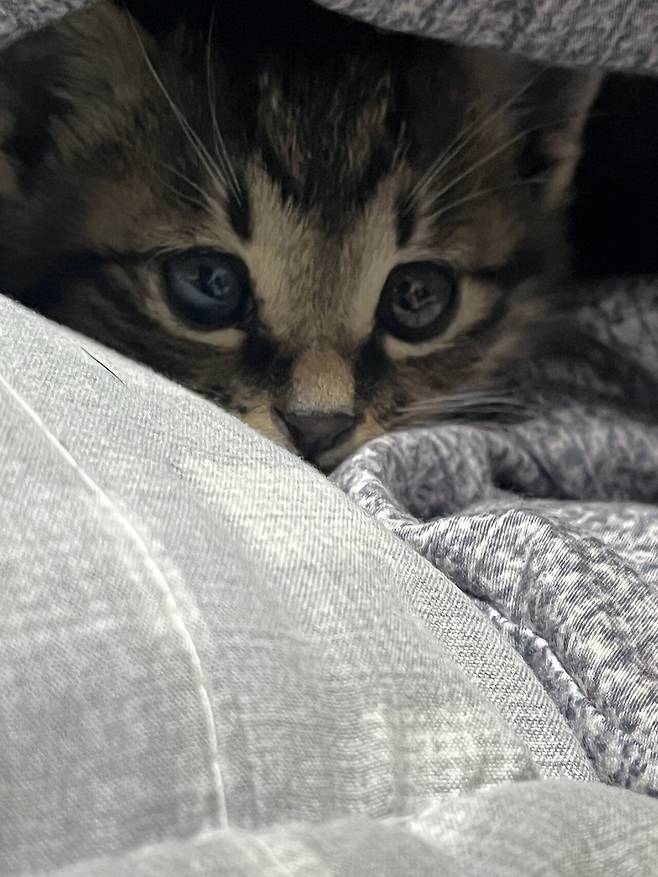 IMG_0010.jpeg 포텐에 고양이집 보고 올리는 고양이 침대