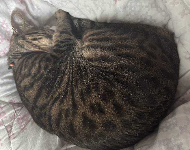 IMG_1987.jpeg 포텐에 고양이집 보고 올리는 고양이 침대