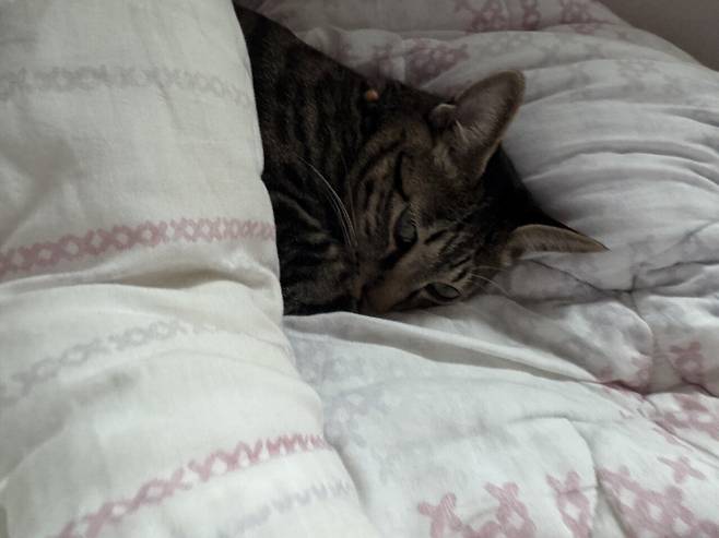 IMG_1988.jpeg 포텐에 고양이집 보고 올리는 고양이 침대