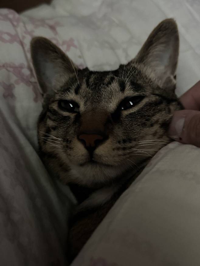 IMG_1989.jpeg 포텐에 고양이집 보고 올리는 고양이 침대