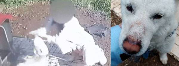 (왼)밝은 옷을 입은 여성이 박스테이프를 꺼내 보리의 입과 목을 감싸는 모습 (우)학대 피해를 입은 보리의 모습/사진=JTBC 뉴스 캡처