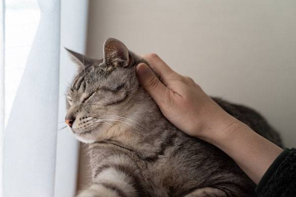 고양이는 기분과 상황에 따라 반응이 크게 달라지기 때문에, 만져도 되는 부위와 피해야 할 부위를 아는 것이 중요하다./사진=게티이미지뱅크