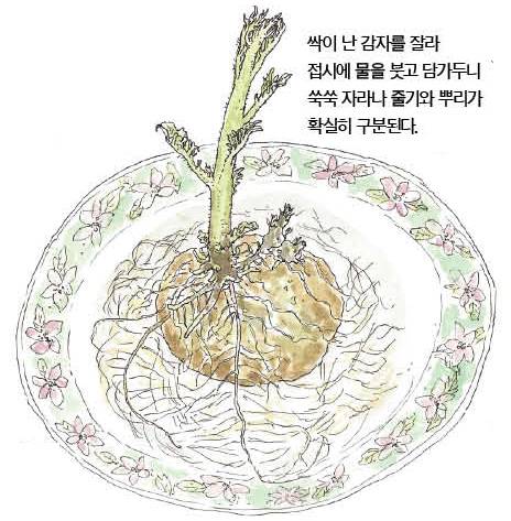 우리 주변 식물들의 비밀 이야기 63 감자