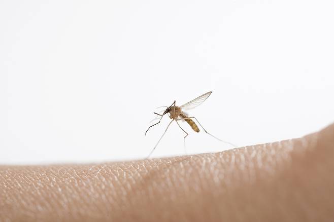 전북에서 올해 첫 뎅기열 환자가 발생했다. 태국 여행을 다녀온 20대 여성이 발열과 발진 등 증세를 나타내 병원을 찾았고, 뎅기바이러스로 확인 됐다. /사진=게티이미지뱅크