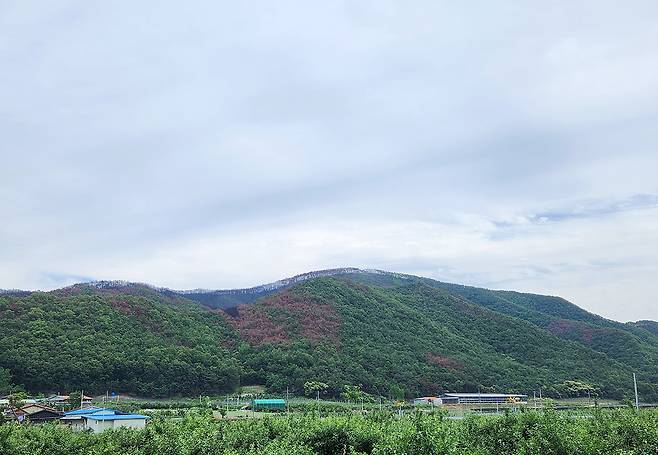 안동시가 8월까지 산불피해 지역에 소나무재선충병 확산을 차단하기 위해 드론을 활용한 항공방제에 나선다 [안동시 제공]