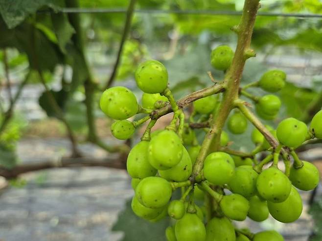 [김천=뉴시스] 샤인머스캣 해충. (사진=김천시 제공) 2025.06.16 photo@newsis.com *재판매 및 DB 금지