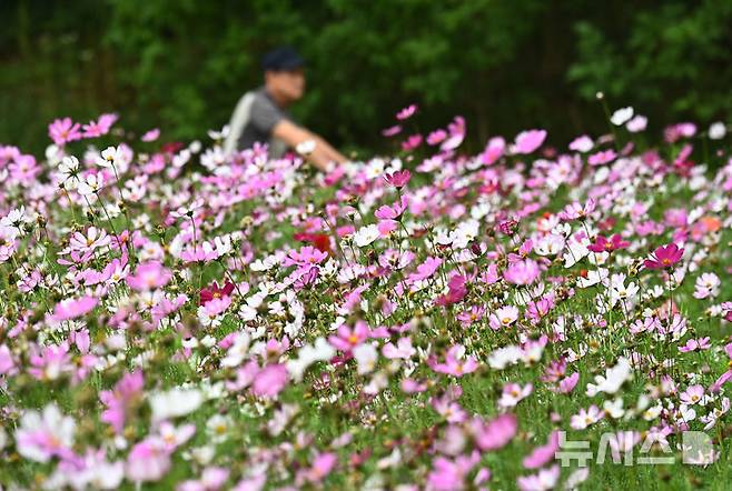 [수원=뉴시스] 김종택 기자 = 장맛비가 잠시 소강상태를 보인 16일 경기 수원시 권선구 탑동 시민농장을 찾은 한 시민이 코스모스를 바라보며 산책하고 있다. 2025.06.16. jtk@newsis.com
