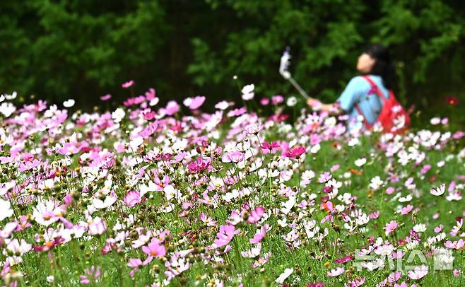 [수원=뉴시스] 김종택 기자 = 장맛비가 잠시 소강상태를 보인 16일 경기 수원시 권선구 탑동 시민농장을 찾은 한 시민이 코스모스를 배경으로 사진촬영을 하고 있다. 2025.06.16. jtk@newsis.com