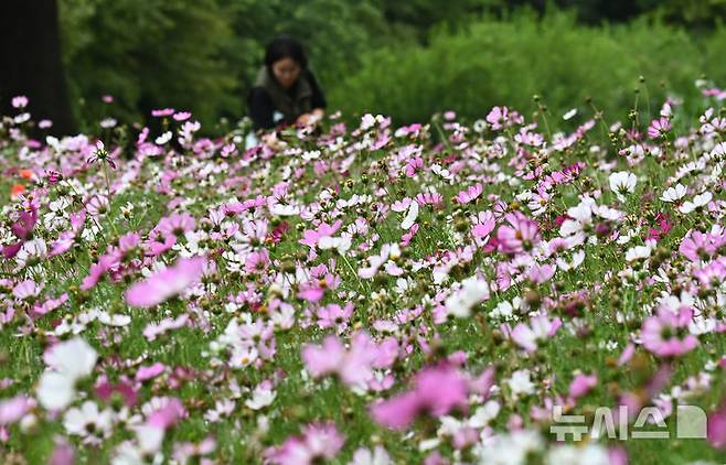 [수원=뉴시스] 김종택 기자 = 장맛비가 잠시 소강상태를 보인 16일 경기 수원시 권선구 탑동 시민농장을 찾은 한 시민이 코스모스를 배경으로 사진촬영을 하고 있다. 2025.06.16. jtk@newsis.com